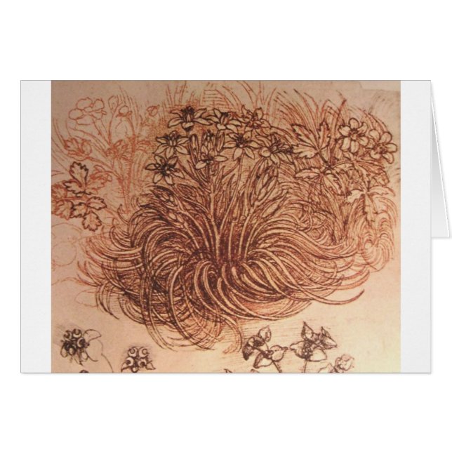 Ornithogalum (Star of Bethlehem) (Front Horizontal)