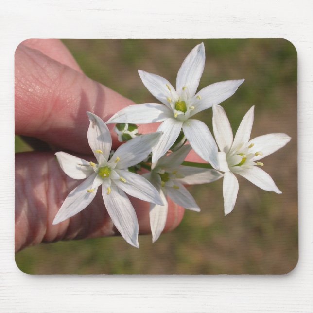 Ornithogalum umbellatum mouse mat (Front)