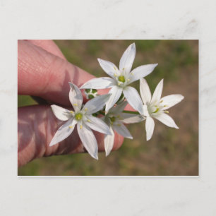 Ornithogalum umbellatum postcard
