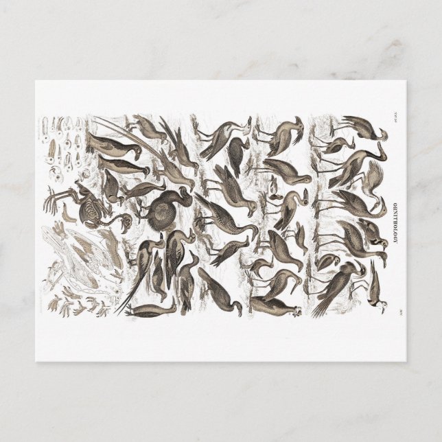 ornithology postcard (Front)