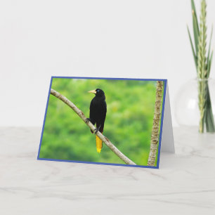Oropendola Folded Greeting Card