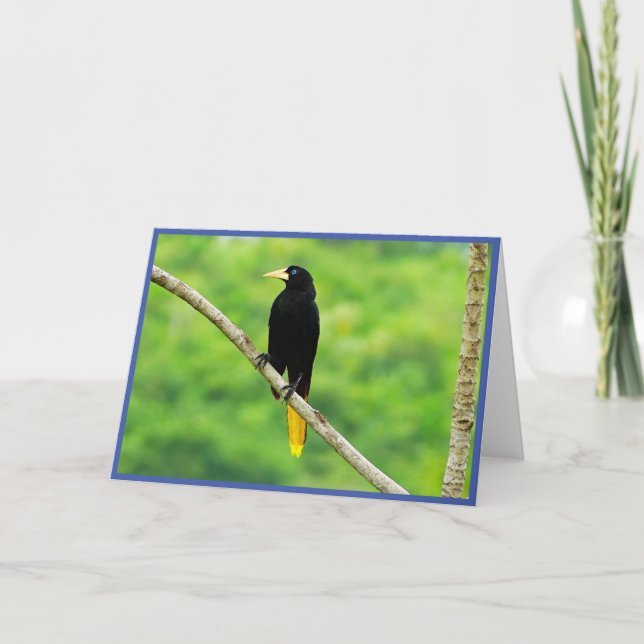 Oropendola Folded Greeting Card (Front)