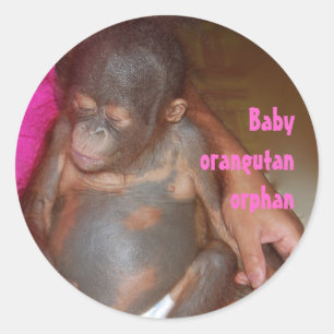 Orphan Baby Animals Orangutan Classic Round Sticker