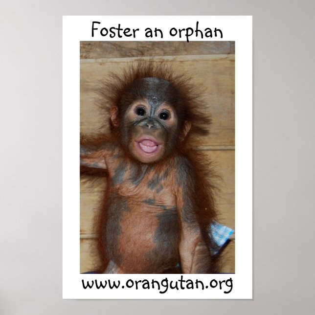 Orphan Baby Orangutan Poster (Front)