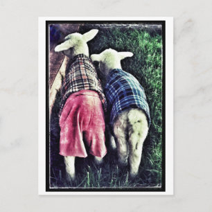 Orphan Lamb Postcard