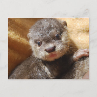 Orphaned otter pup postcard