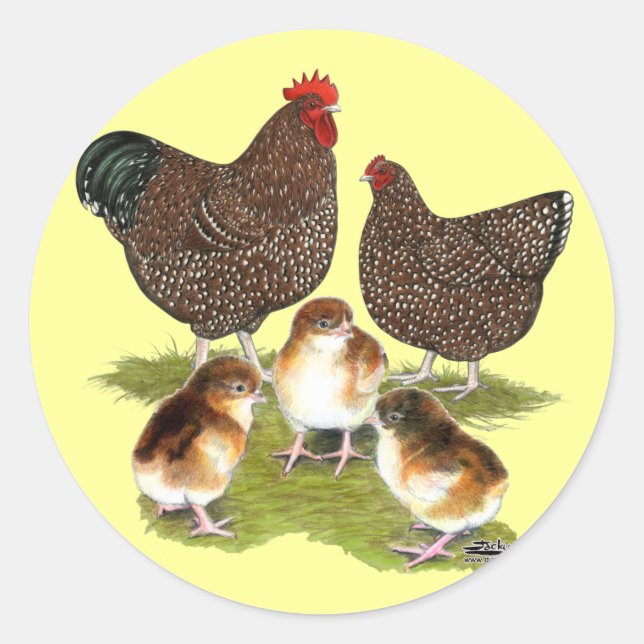 Orpington Jubilee Chicken Family Classic Round Sticker (Front)