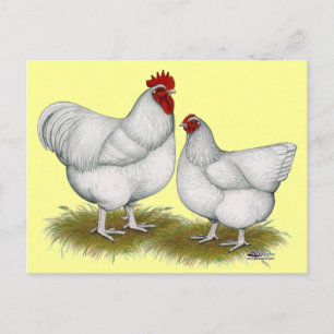Orpington: White Pair Postcard