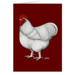 Orpington White Rooster