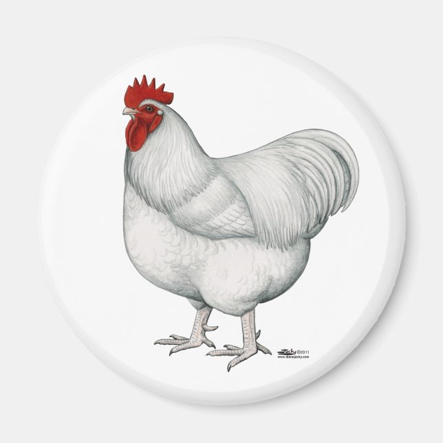 Orpington White Rooster Magnet (Front)