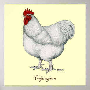 Orpington White Rooster Poster