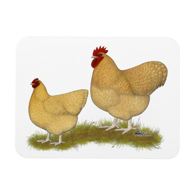 Orpingtons Lemon Cuckoo Magnet (Horizontal)