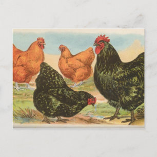 Orpingtons Postcard