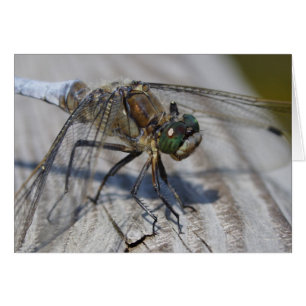 Orthetrum cancellatum