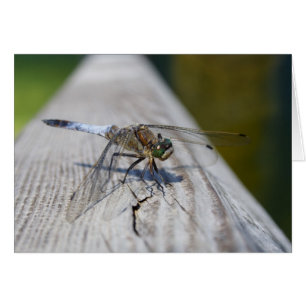 Orthetrum cancellatum