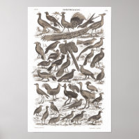 Orthinology species antique print