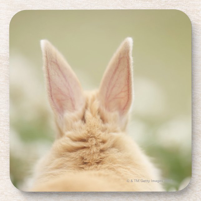 Oryctolagus cuniculus 2 coaster (Front)