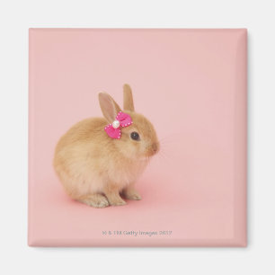 Oryctolagus cuniculus 2 magnet