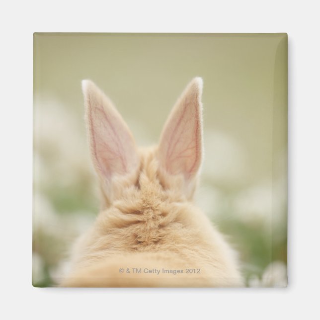 Oryctolagus cuniculus 2 magnet (Front)