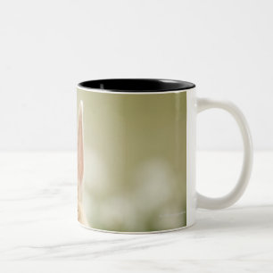 Oryctolagus cuniculus 2 Two-Tone coffee mug