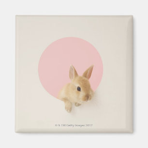 Oryctolagus cuniculus 3 magnet