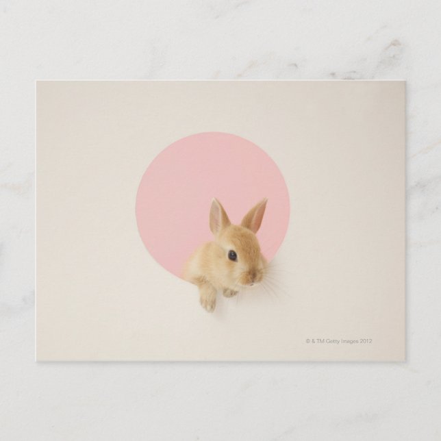 Oryctolagus cuniculus 3 postcard (Front)