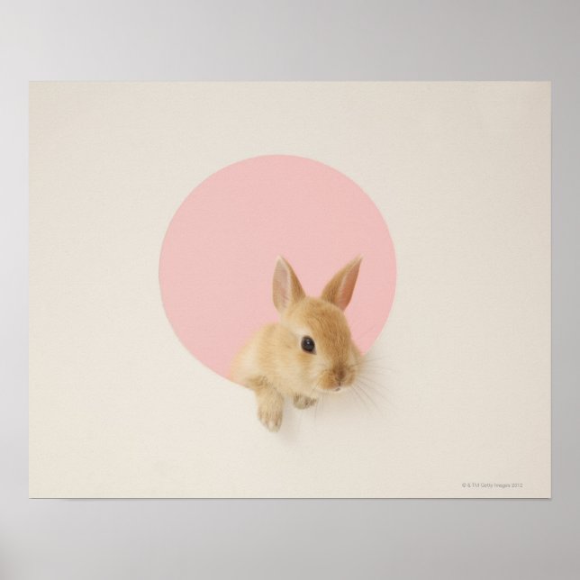 Oryctolagus cuniculus 3 poster (Front)