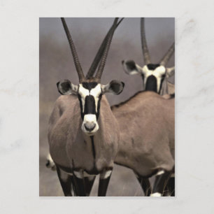 Oryx antelope postcard