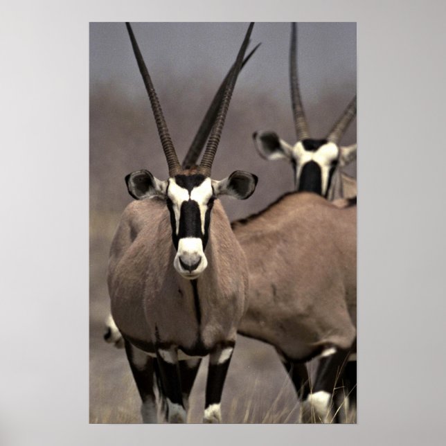 Oryx antelope poster (Front)