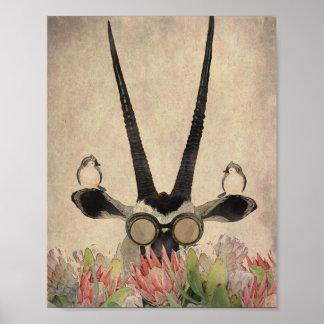 Oryx behind Protea flowers Poster