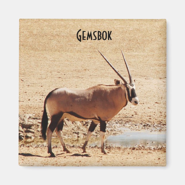 Oryx Gazella Kgalagadi Africa Magnet (Front)