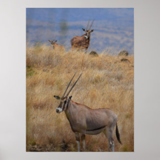 Oryx in Africa Poster