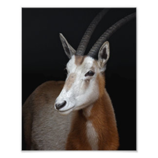 Oryx Print