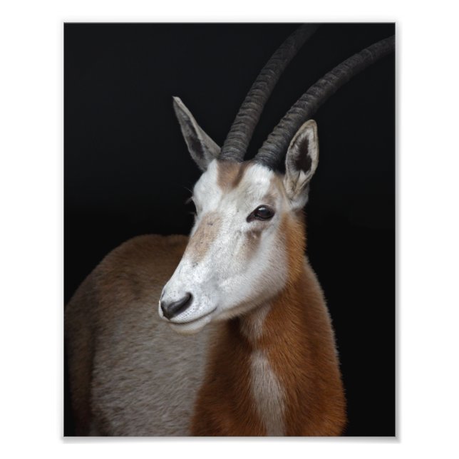 Oryx Print (Front)