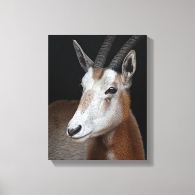 Oryx Wrapped Canvas Print (Front)