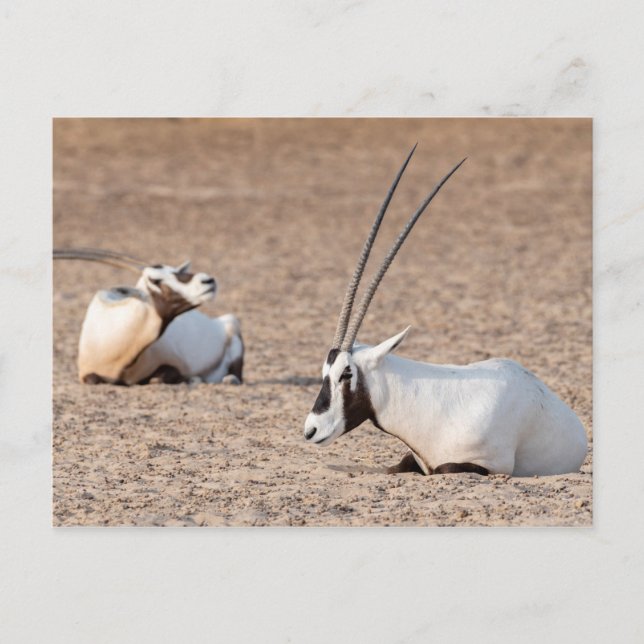 Oryxes in the Desert Postcard (Front)