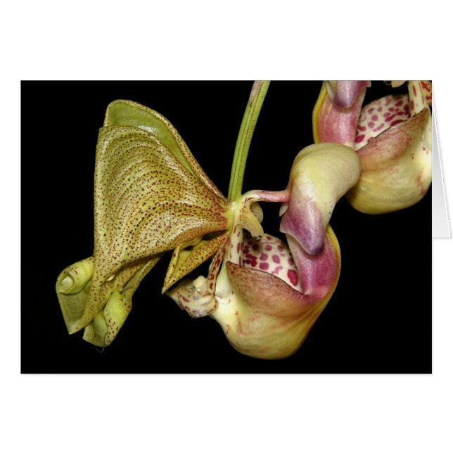 OSA: Coryanthes horichiana (Front Horizontal)