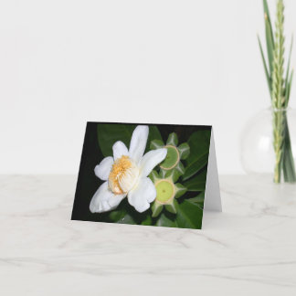 OSA: Gustavia brachycarpa Card