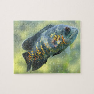 Oscar Fish Jigsaw Puzzle