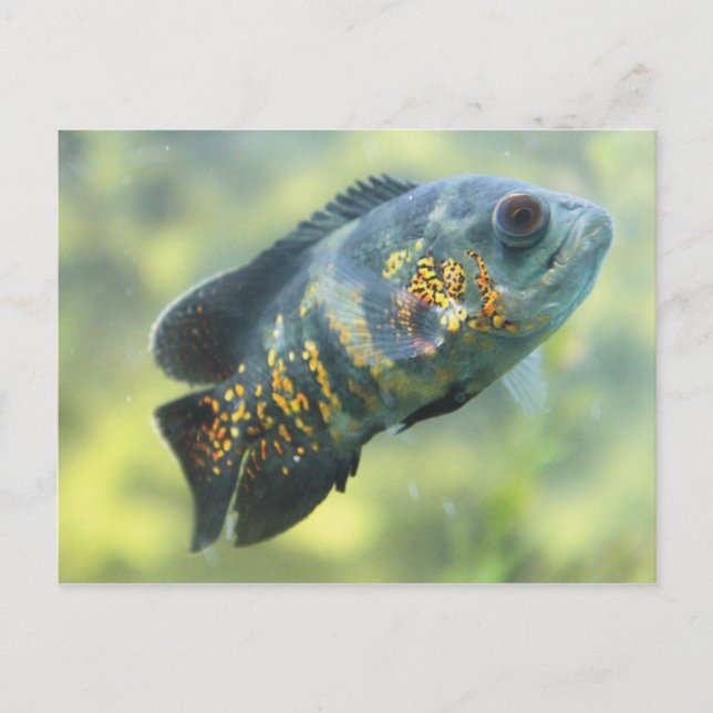 Oscar Fish Postcard (Front)