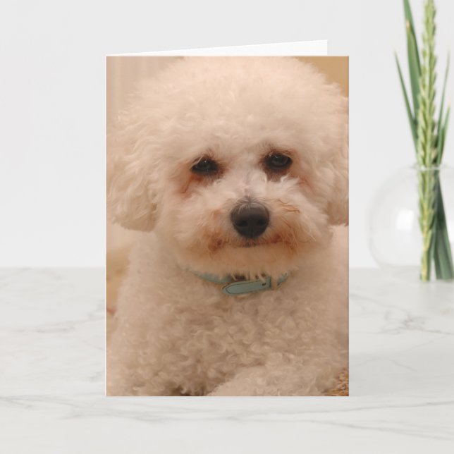 Oscar the Bichon Frise Card (Front)