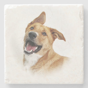 Oscar, the lab want to be, coaster