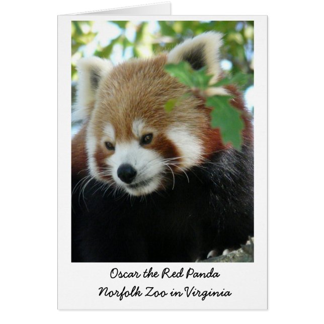 Oscar the Red Panda (Front)