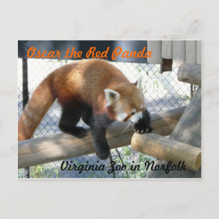 Oscar the Red Panda at the Norfolk Zoo Postcard