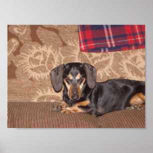 Oscar Wiener Dog Poster