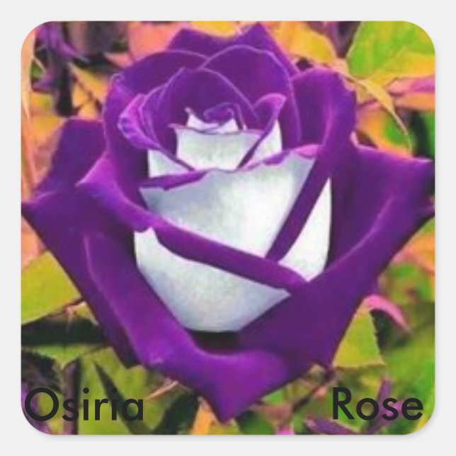 Osiria Rose sticker (Front)