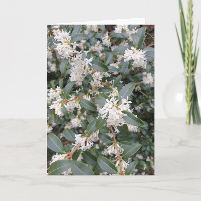 Osmanthus Burkwoodii in the Park Card (Front)