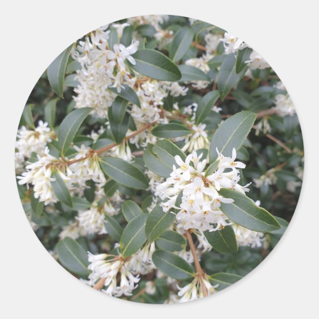 Osmanthus Burkwoodii in the Park Classic Round Sticker (Front)