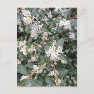 Osmanthus Burkwoodii in the Park Postcard