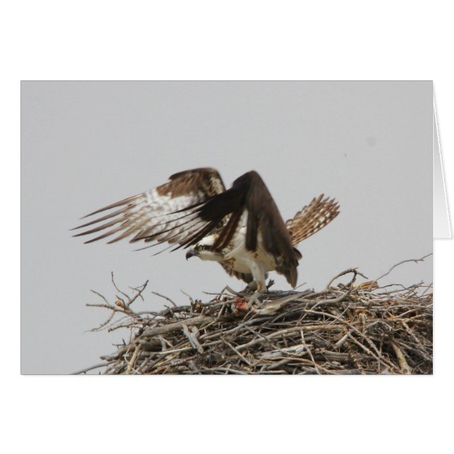 Osprey (Front Horizontal)